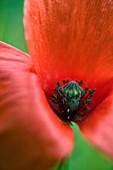 PAPAVER RHOEAS, POPPY