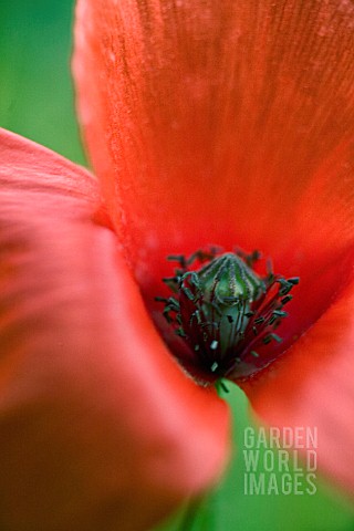 PAPAVER_RHOEAS_POPPY