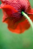 PAPAVER RHOEAS, POPPY