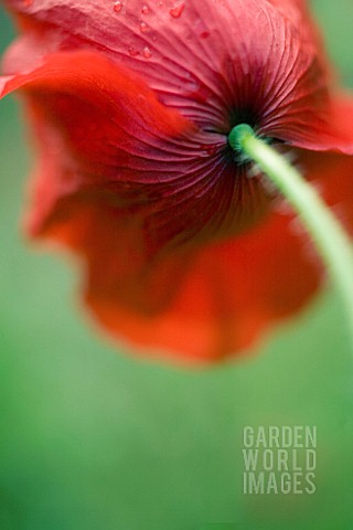 PAPAVER_RHOEAS_POPPY