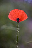 PAPAVER RHOEAS, POPPY