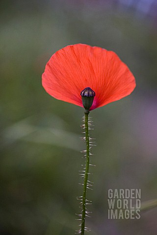 PAPAVER_RHOEAS_POPPY