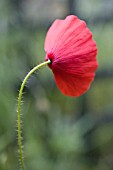 PAPAVER RHOEAS, POPPY