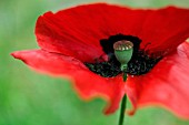 PAPAVER ORIENTALE ‘BRILLIANT’