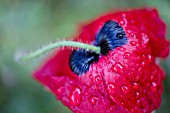 PAPAVER ORIENTALE ‘BRILLIANT’, POPPY - ORIENTAL POPPY