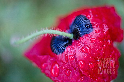 PAPAVER_ORIENTALE_BRILLIANT_POPPY__ORIENTAL_POPPY