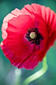 PAPAVER RHOEAS, POPPY