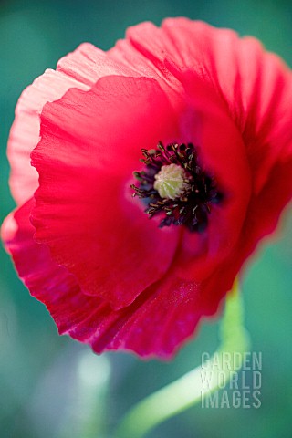 PAPAVER_RHOEAS_POPPY