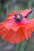 PAPAVER RHOEAS, POPPY