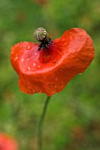 PAPAVER RHOEAS, POPPY