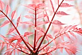 TOONA SINENSIS FLAMINGO, CHINESE TOON