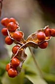 IRIS FOETIDISSIMA, IRIS - STINKING IRIS