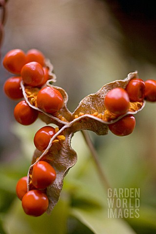 IRIS_FOETIDISSIMA_IRIS__STINKING_IRIS