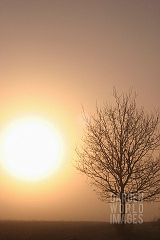 QUERCUS_ROBUR_OAK