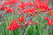 CROCOSMIA LUCIFER, CROCOSMIA