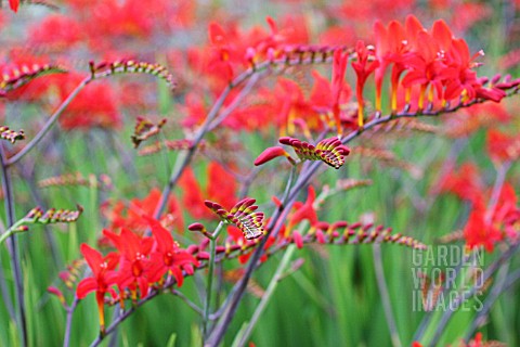 CROCOSMIA_LUCIFER_CROCOSMIA