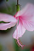 HIBISCUS ROSA-SINENSIS, HIBISCUS