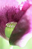 PAPAVER SOMNIFERUM, POPPY - OPIUM POPPY