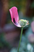 PAPAVER SOMNIFERUM, POPPY - OPIUM POPPY