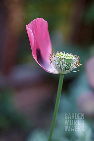 PAPAVER_SOMNIFERUM_POPPY__OPIUM_POPPY