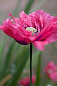 PAPAVER SOMNIFERUM, POPPY - OPIUM POPPY