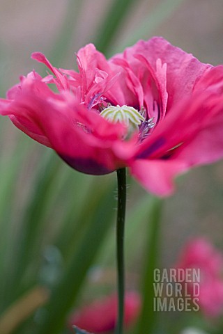 PAPAVER_SOMNIFERUM_POPPY__OPIUM_POPPY