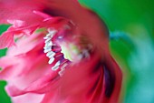 PAPAVER SOMNIFERUM, POPPY - OPIUM POPPY