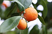 CITRUS SINENSIS, ORANGE