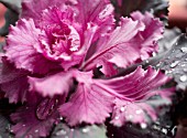 BRASSICA OLERACEA, CABBAGE - ORNAMENTAL CABBAGE