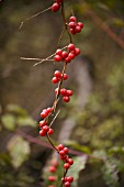 TAMUS COMMUNIS, BLACK BRYONY