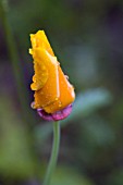 ESCHSCHOLZIA CALIFORNICA, POPPY - CALIFORNIAN POPPY