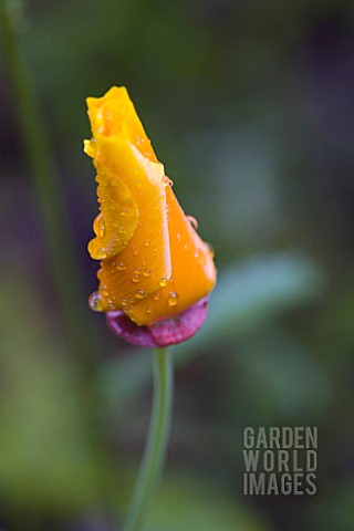 ESCHSCHOLZIA_CALIFORNICA_POPPY__CALIFORNIAN_POPPY