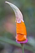 ESCHSCHOLZIA CALIFORNICA, POPPY - CALIFORNIAN POPPY