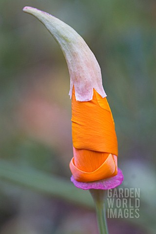 ESCHSCHOLZIA_CALIFORNICA_POPPY__CALIFORNIAN_POPPY