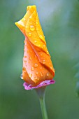 ESCHSCHOLZIA CALIFORNICA, POPPY - CALIFORNIAN POPPY