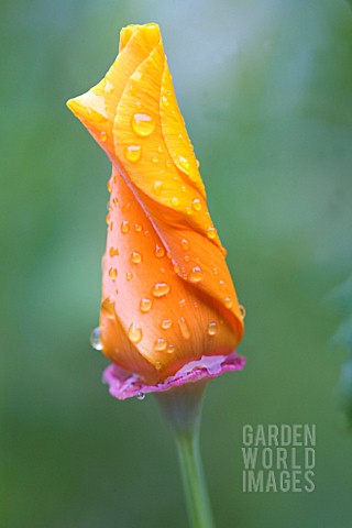 ESCHSCHOLZIA_CALIFORNICA_POPPY__CALIFORNIAN_POPPY