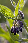 SYMPHYTUM OFFICINALE, COMFREY