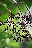 SAMBUCUS NIGRA, ELDER