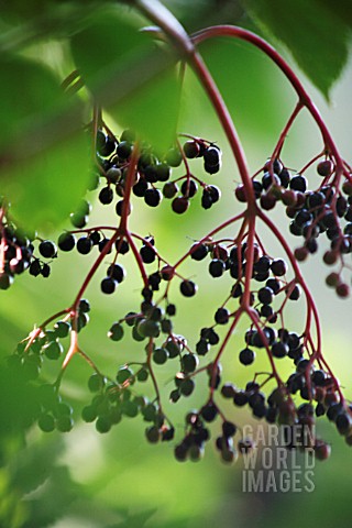 SAMBUCUS_NIGRA_ELDER