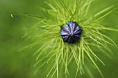 NIGELLA DAMASCENA, LOVE-IN-A-MIST