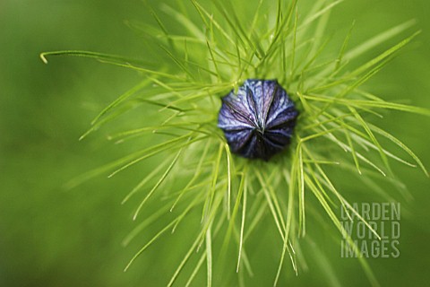 NIGELLA_DAMASCENA_LOVEINAMIST