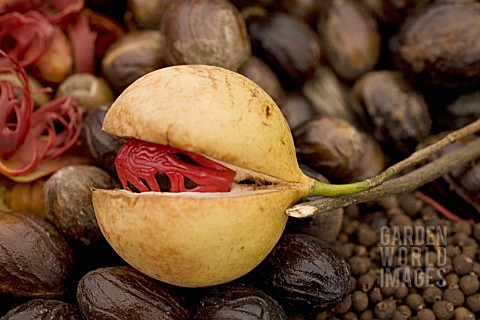 MYRISTICA_FRAGRANS_NUTMEG_MACE