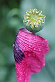 PAPAVER SOMNIFERUM, POPPY - OPIUM POPPY