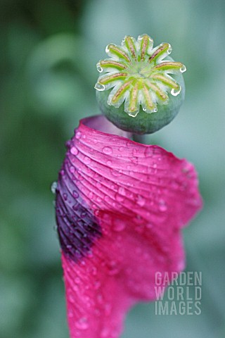 PAPAVER_SOMNIFERUM_POPPY__OPIUM_POPPY