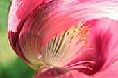 PAPAVER SOMNIFERUM, POPPY - OPIUM POPPY