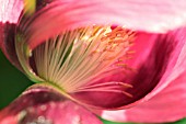 PAPAVER SOMNIFERUM, POPPY - OPIUM POPPY