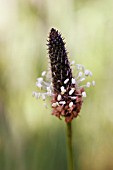 PLANTAGO LANCEOLATA, PLANTAIN - RIBWORT