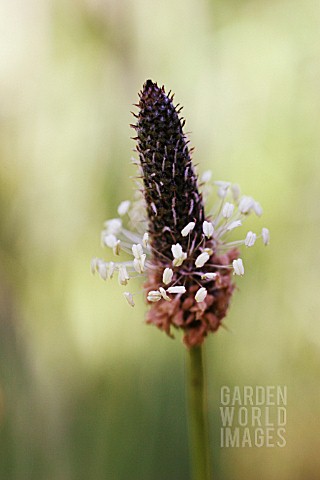 PLANTAGO_LANCEOLATA_PLANTAIN__RIBWORT