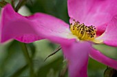 ROSA ‘SUMMER BREEZE’, ROSE, WILD ROSE, DOG ROSE