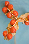 IRIS FOETIDISSIMA, IRIS - STINKING IRIS